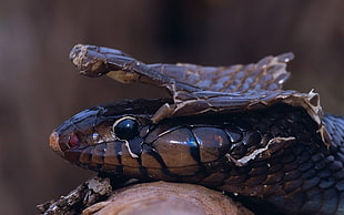 King Cobra shedding its skin HD wallpaper